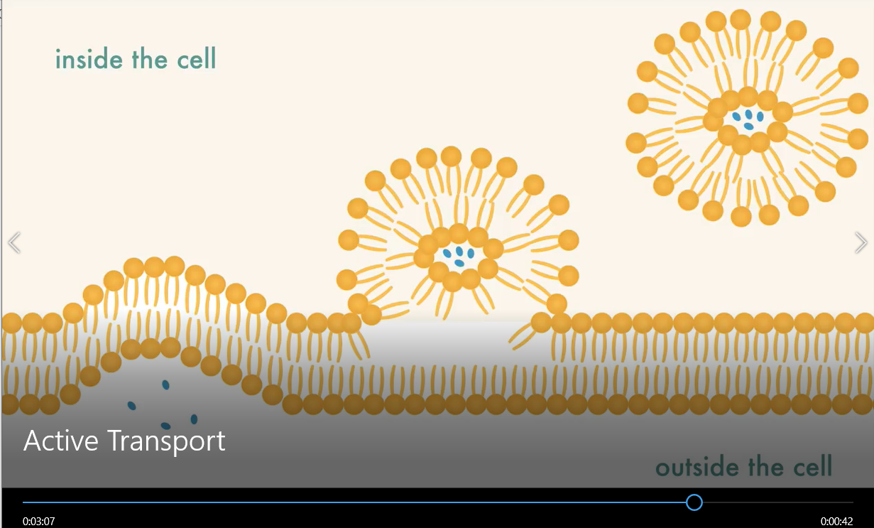 BIOLOG-CELLS